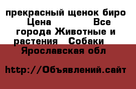 прекрасный щенок биро › Цена ­ 20 000 - Все города Животные и растения » Собаки   . Ярославская обл.